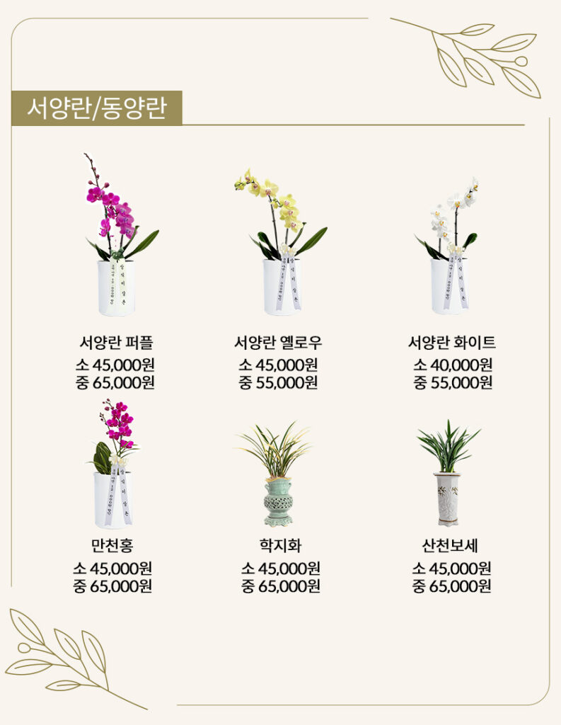 서양란 , 동양란