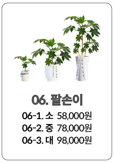 승진 축하 화분